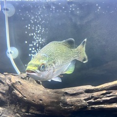 オオクチユゴイ　ミキュー
の画像