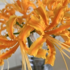 激レア 彼岸花 黄色  三本の画像