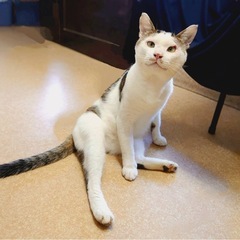 仲間を守ってきた甘えん坊のブサカワ(おっと失礼💦)にゃんこ🐈