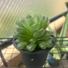 ハオルシア不明種3点
の画像