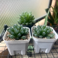 ハオルシア不明種3点
