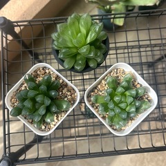 ハオルシア不明種3点
の画像