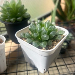 ハオルシア不明種3点
の画像