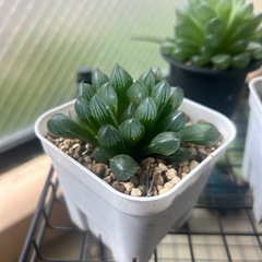 ハオルシア不明種3点
の画像