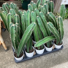 サボテン