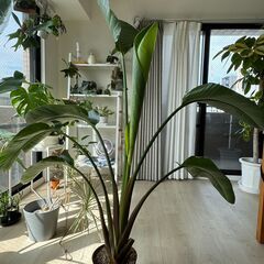 お得！中型観葉植物をお譲りします