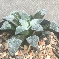 荻原ピグマエア錦　ハオルチア　多肉植物の画像