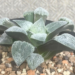 荻原ピグマエア錦　ハオルチア　多肉植物の画像