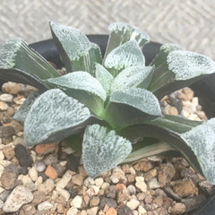 荻原ピグマエア錦　ハオルチア　多肉植物の画像