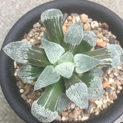 荻原ピグマエア錦　ハオルチア　多肉植物の画像