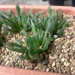 ハオルシア不明種6株の画像