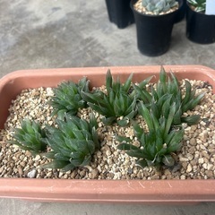 ハオルシア不明種6株