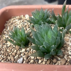 ハオルシア不明種6株の画像