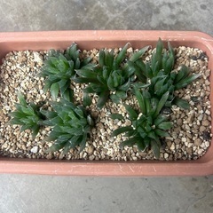 ハオルシア不明種6株の画像