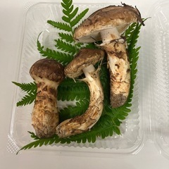松茸
