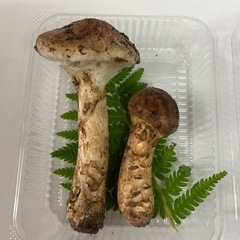 松茸