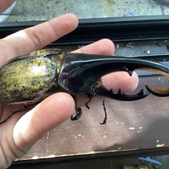 ヘラクレスオオカブト　121mm 羽パカあり　　　