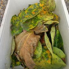 柿の葉 めだか メダカ の冬越しに 隠れ家