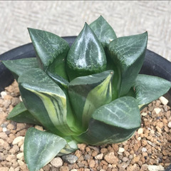 コンプト錦　ハオルチア　多肉植物