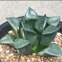 コンプト錦　ハオルチア　多肉植物の画像
