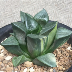 コンプト錦　ハオルチア　多肉植物の画像