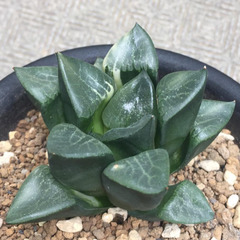 コンプト錦　ハオルチア　多肉植物の画像
