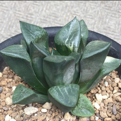 コンプト錦　ハオルチア　多肉植物の画像