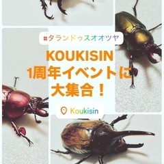 昆虫フリマ　初心者向け昆虫のみ