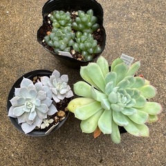多肉植物3点セット　A