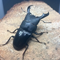 アマミヒラタクワガタ