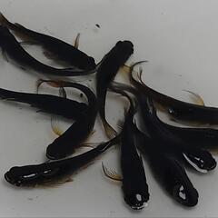 完売🙇🐟️オロチ鰭長🐟️　お得１０匹セット❗️カッコイイ品種です✨️