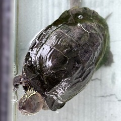 クサガメ