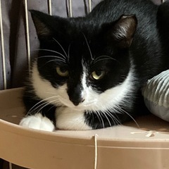 怖がりのライムちゃん