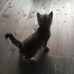 地域猫、子猫への援助