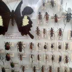 コムラサキ等　虫　標本の画像