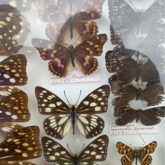 コムラサキ等　虫　標本の画像