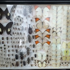 コムラサキ等　虫　標本の画像