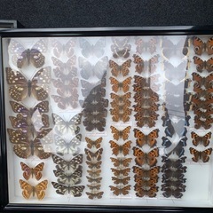 コムラサキ等　虫　標本