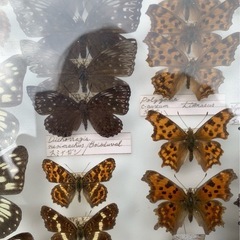 コムラサキ等　虫　標本の画像