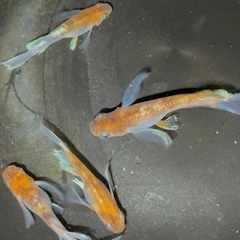 ミックスメダカ　10匹(種類は説明文にあります)