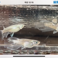 ミックスメダカ　10匹(種類は説明文にあります)の画像