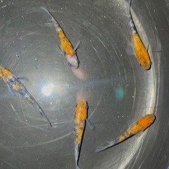 ミックスメダカ　10匹(種類は説明文にあります)の画像