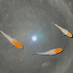 ミックスメダカ　10匹(種類は説明文にあります)の画像