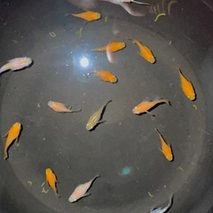 ミックスメダカ　10匹(種類は説明文にあります)の画像