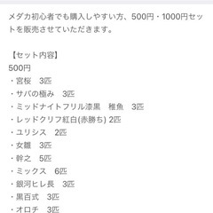 【早い者勝ち】500円・1000円めだかセット販売！