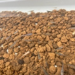 雑種　めだかの画像