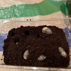 カブトムシ幼虫　お譲りします