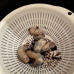 カブトムシ幼虫　お譲りします - 町田市