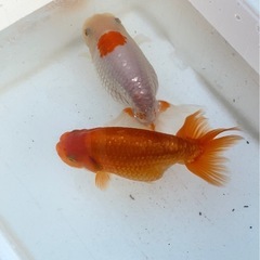 金魚・メダカ引き取ります