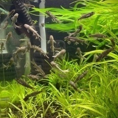 ドクターフィッシュ（足湯にいる魚）複数セットおまけありの画像